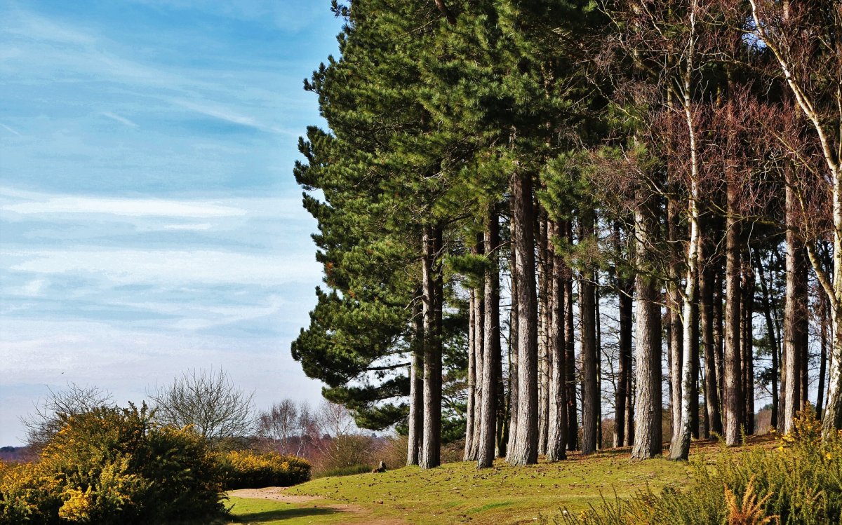 Красивая сосна