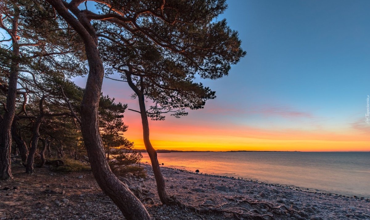 Сосны на морском берегу