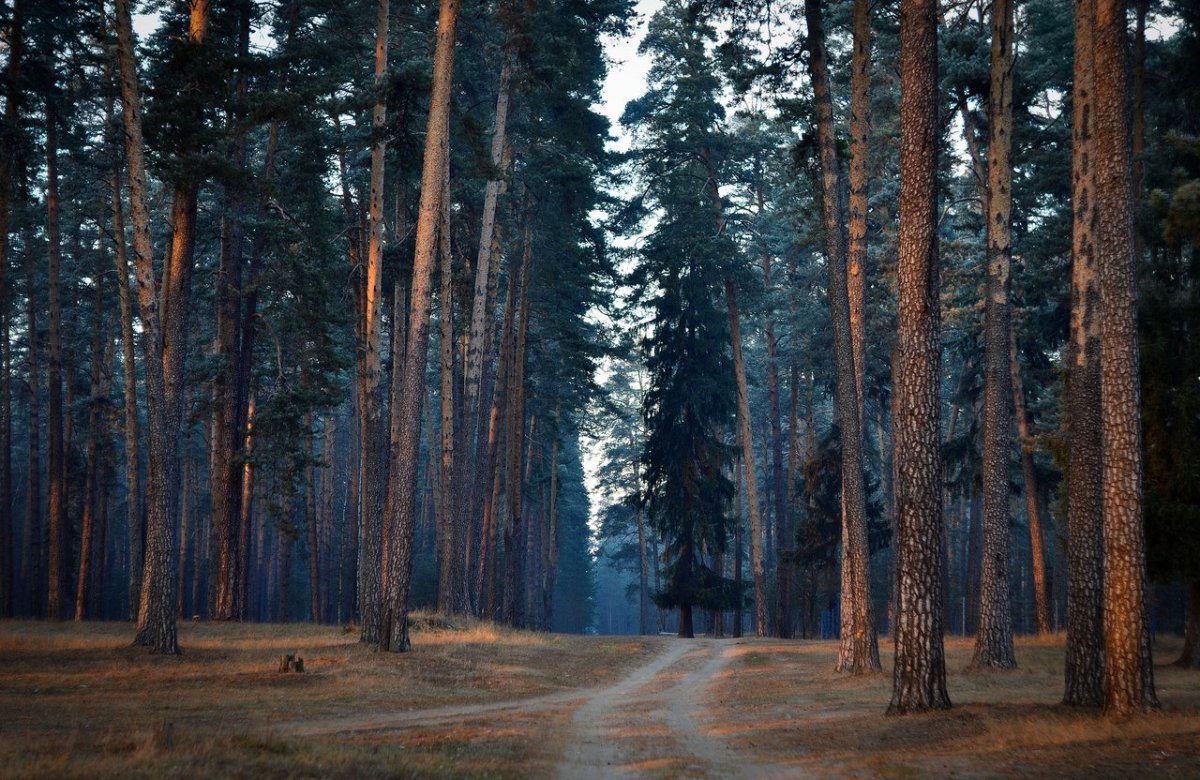 Баринова роща Гусь Хрустальный лес