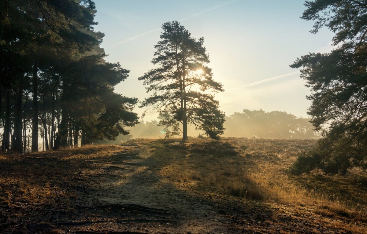 Сосны утром