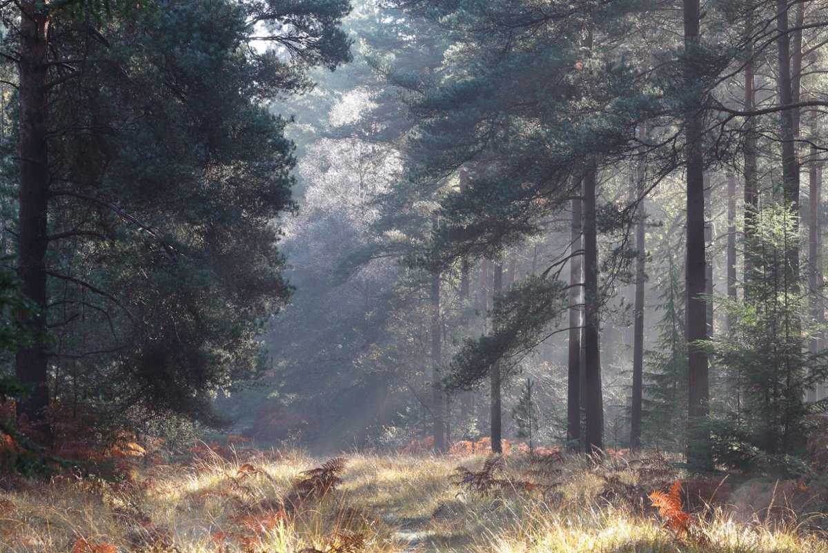 Утро в хвойном лесу