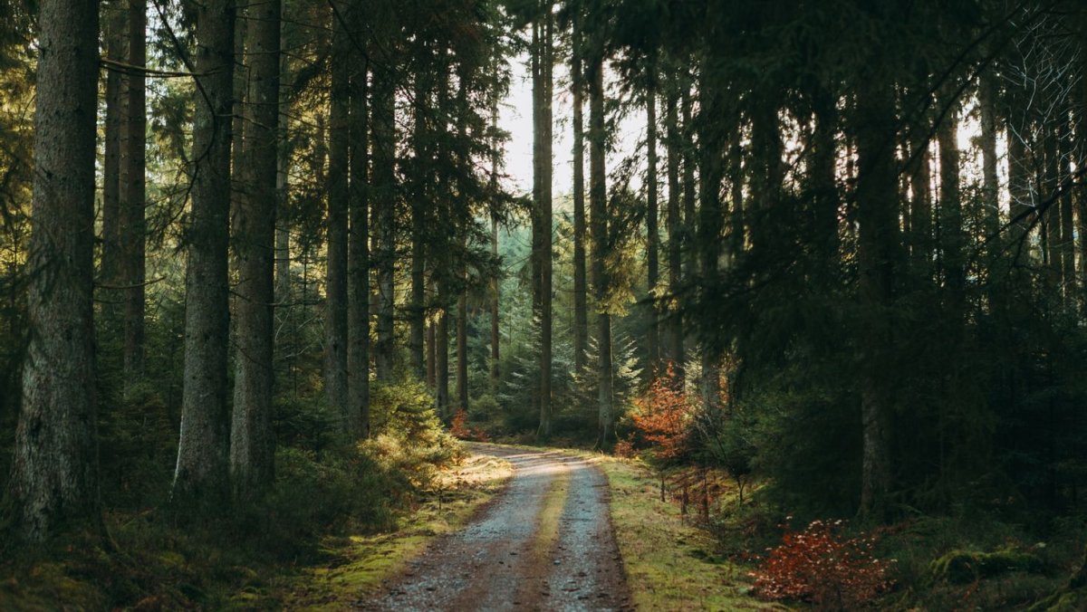 Шишкин еловый лес