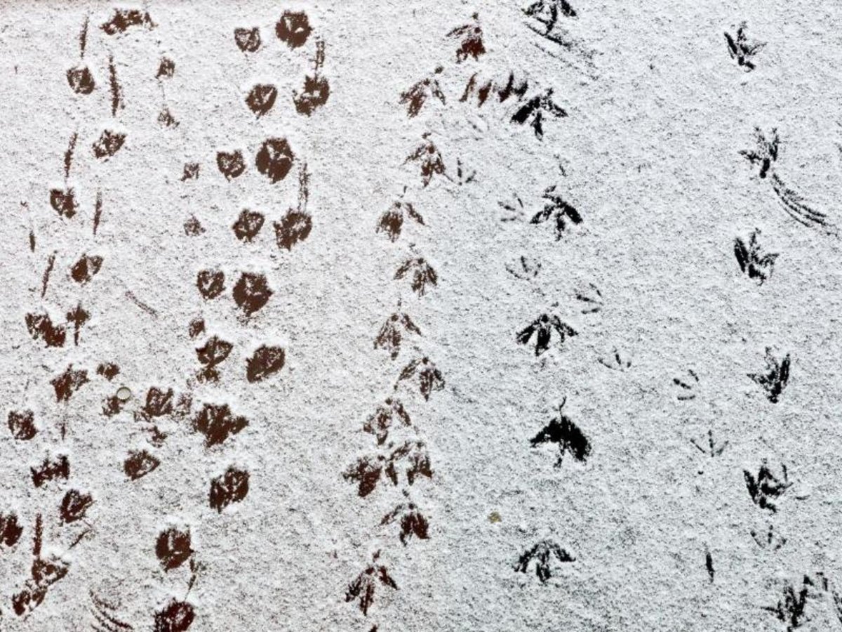 Следы птиц лесных таблица