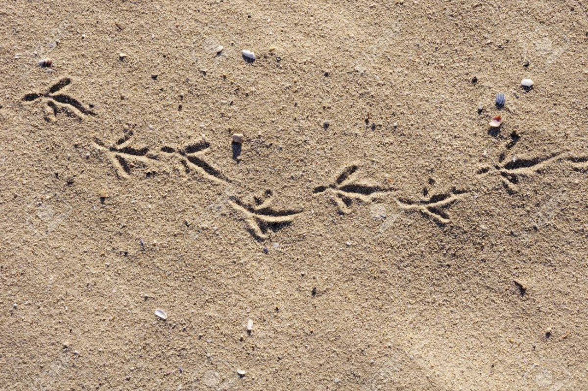 Следы животных дорожка