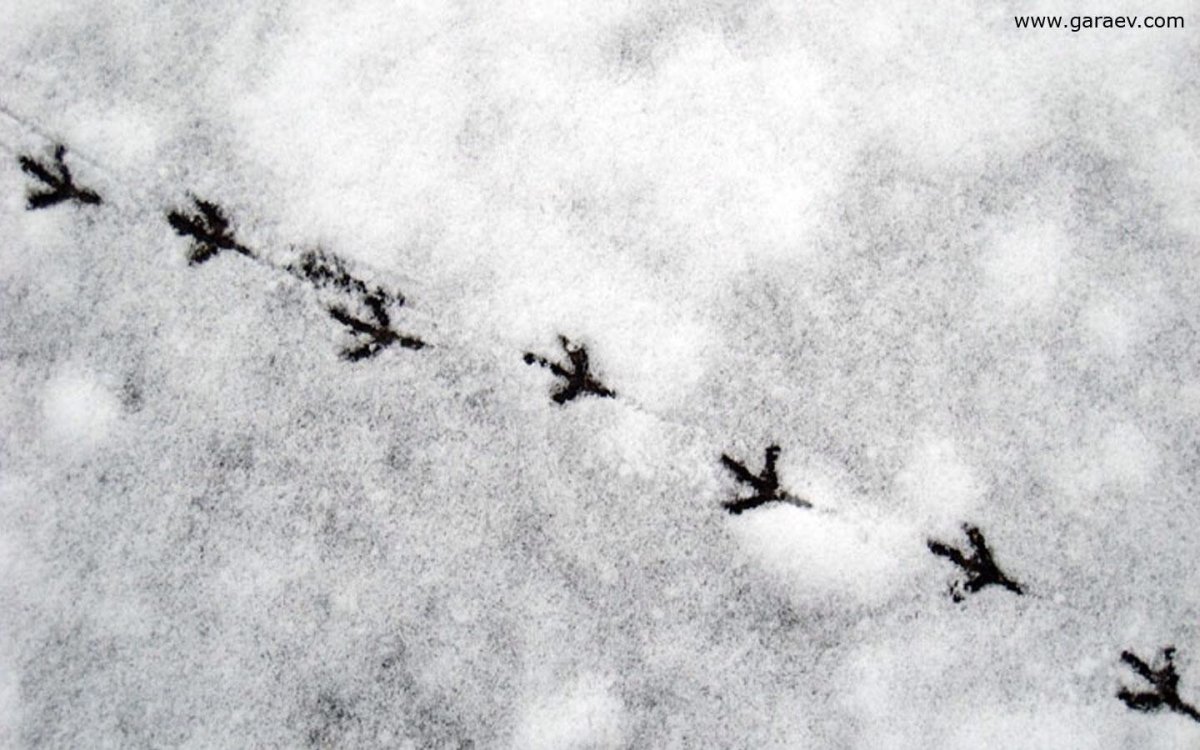 Следы вороны на снегу