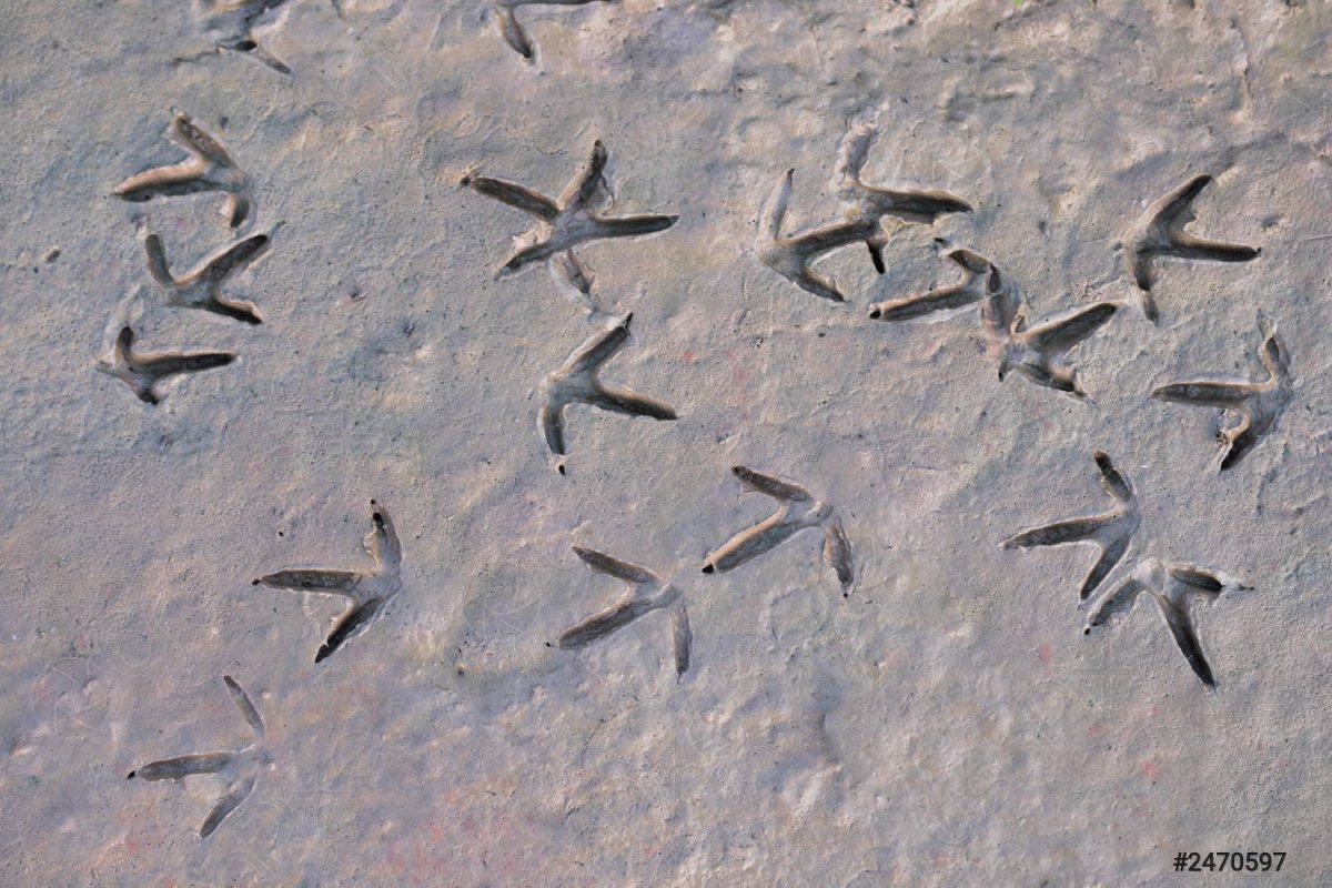 Птичьи следы