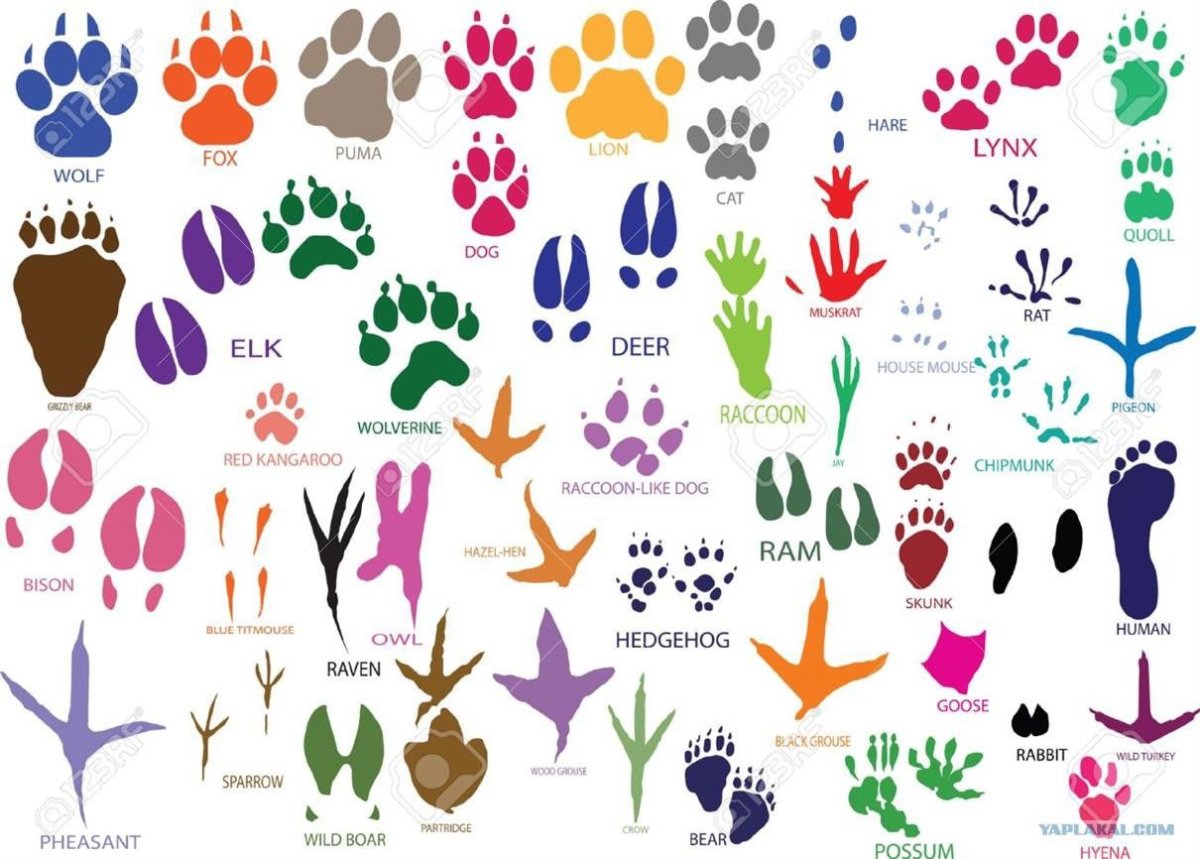 Следы лесных зверей и птиц