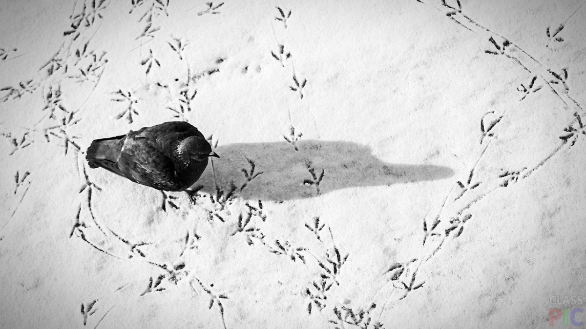 Следы зверей и птиц