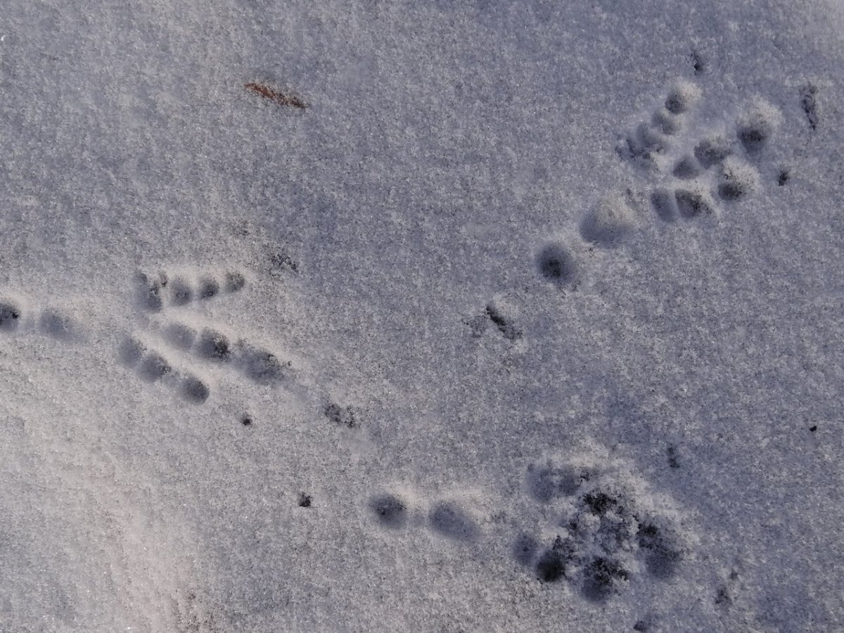 Следы мелких животных на снегу
