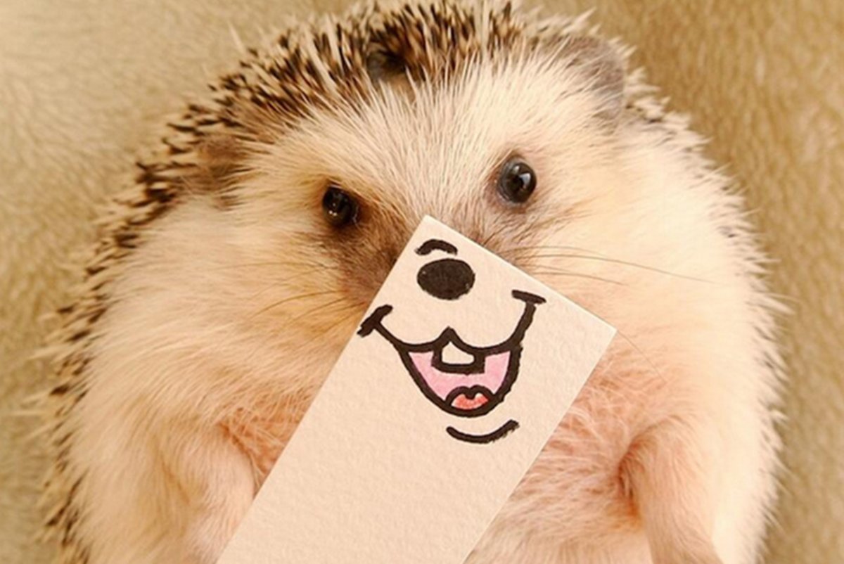 Ржачный Ежик