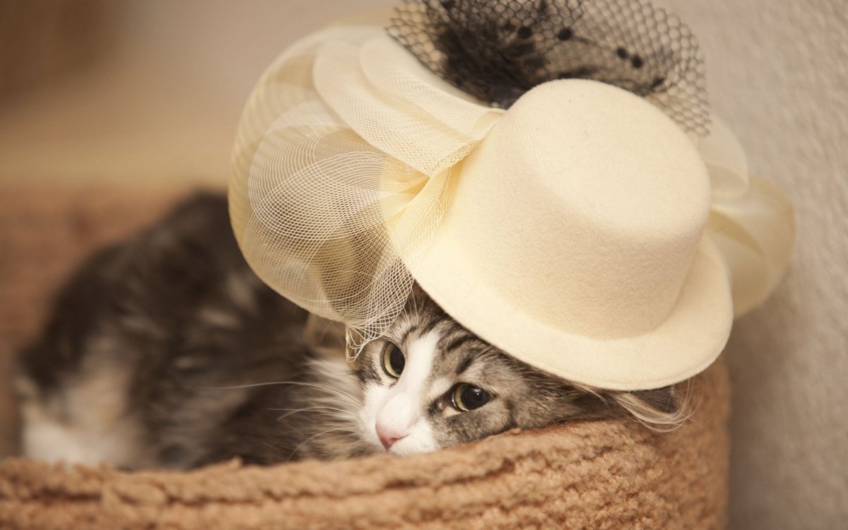 Красивые кошки в шляпках