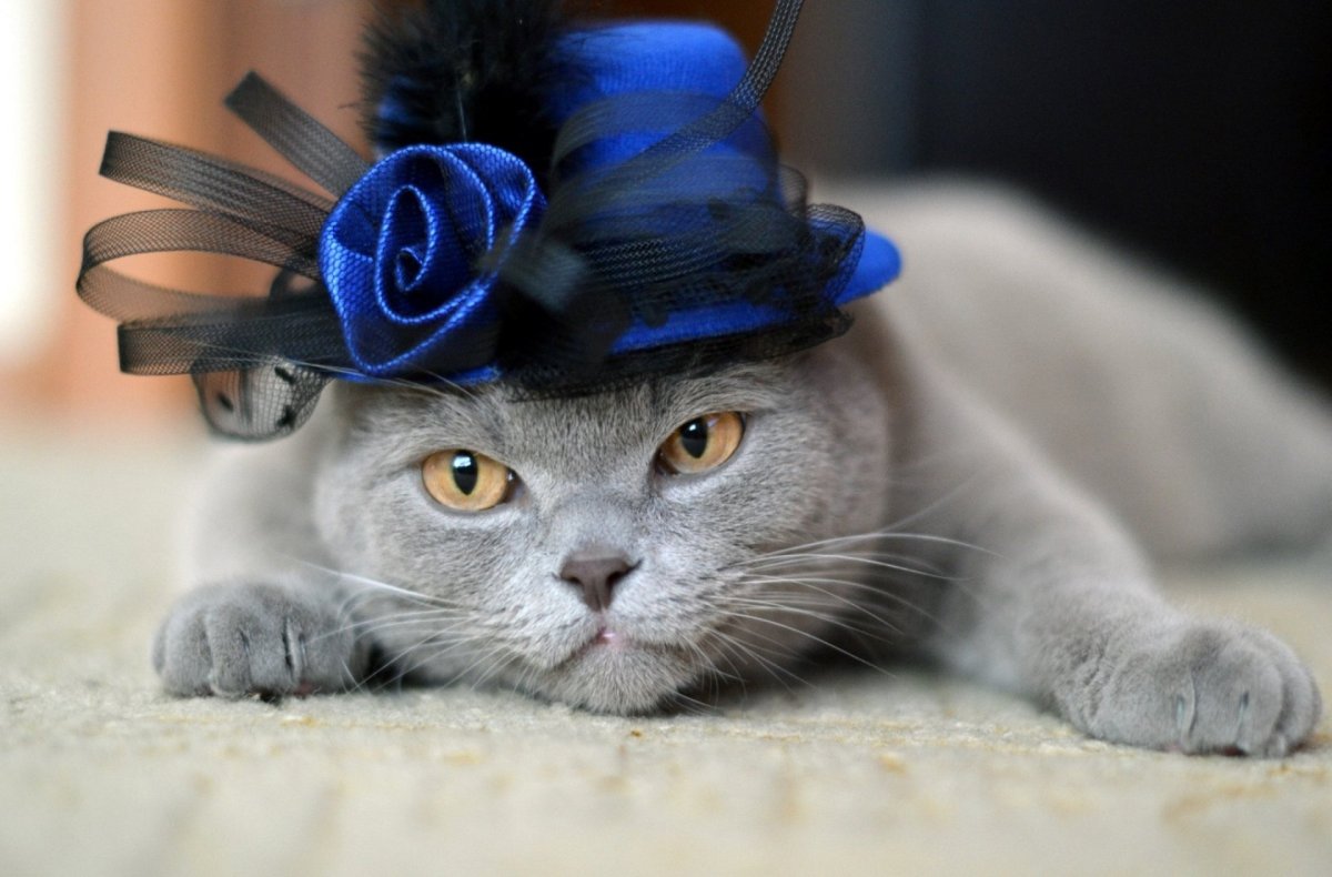 Красивые кошки в шляпках