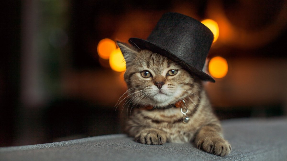 Котик в шляпке