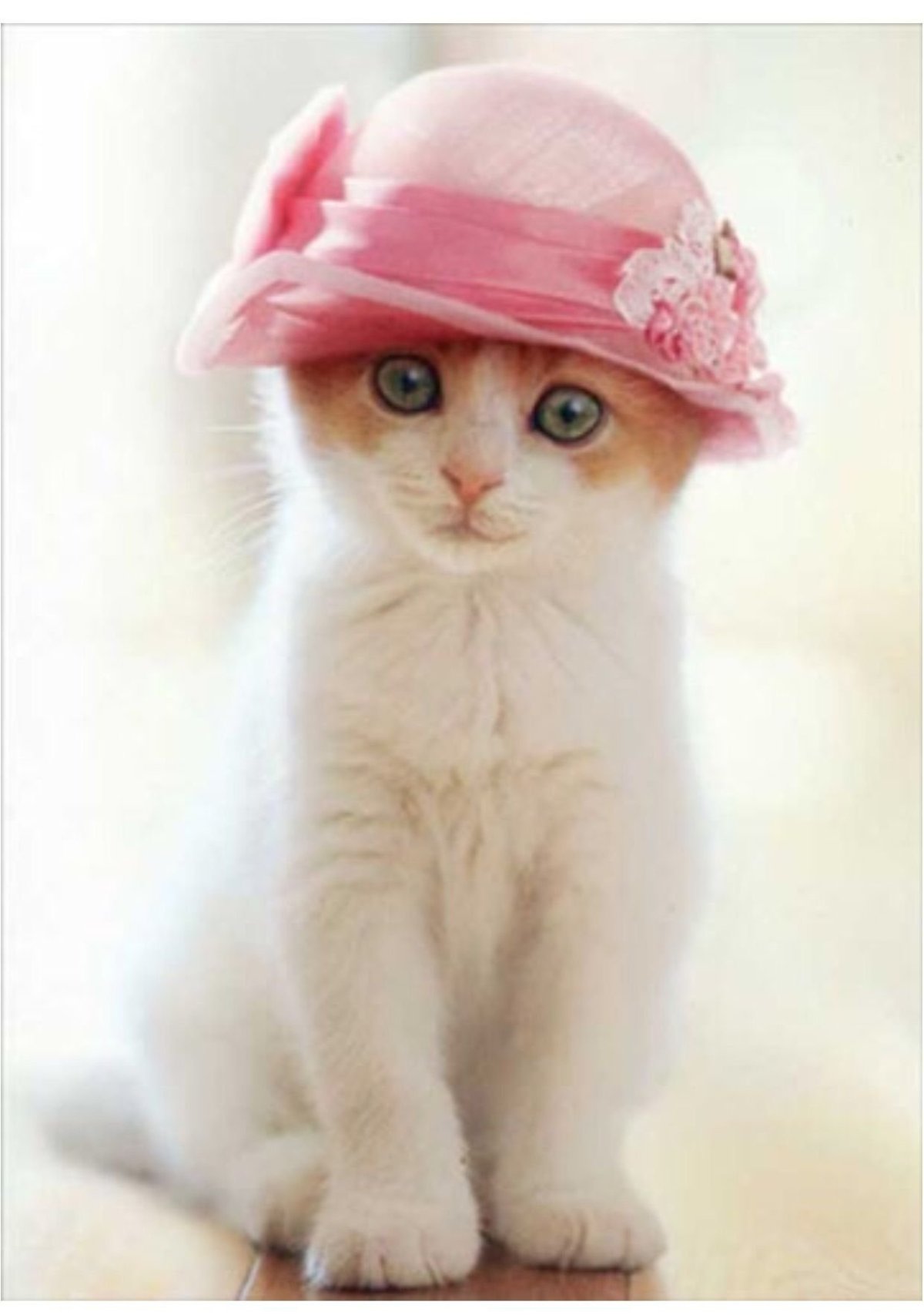 Котенок в шляпе