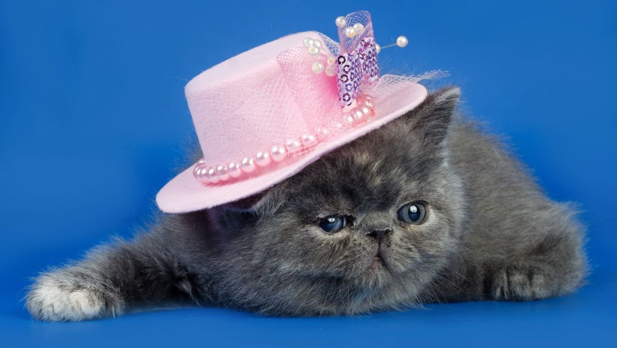 Кошечка в шляпе