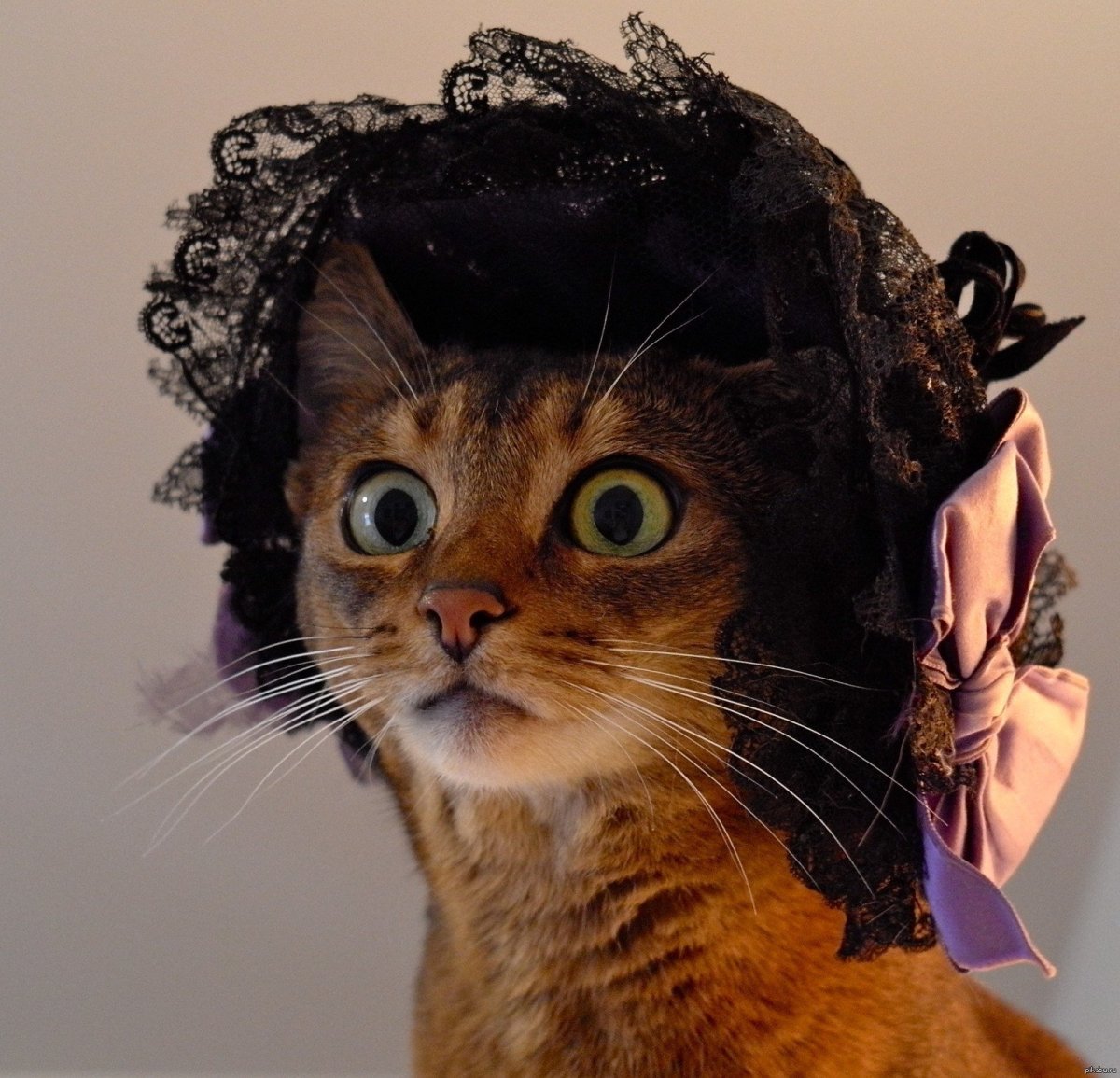 Кошка в шляпе