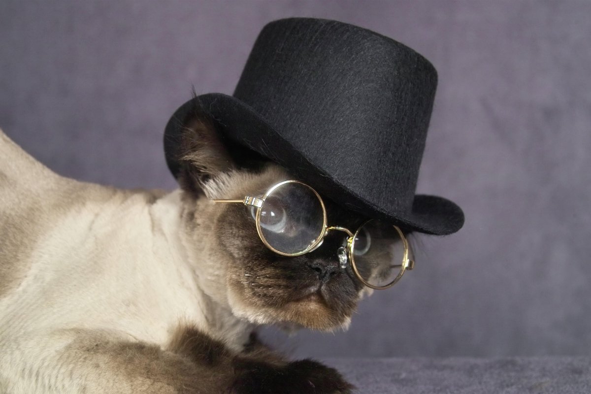 Обои на комп с котом в шляпке и очках