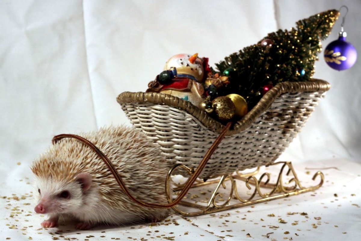 Ёжик и сердечко