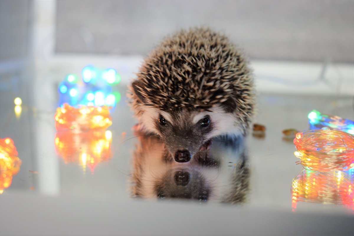 Иллюстрации Евгения Чистотина ежики