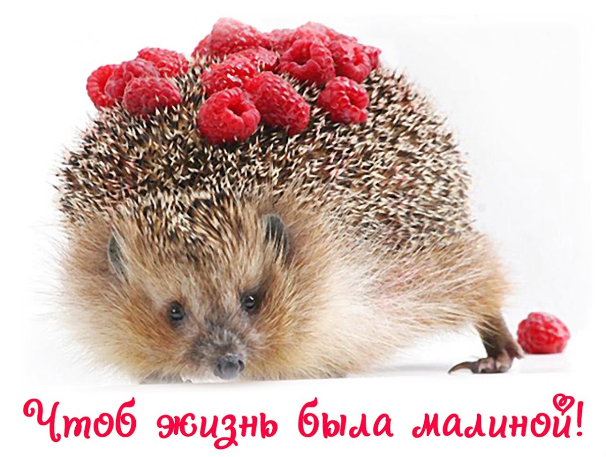 День рождения ежа