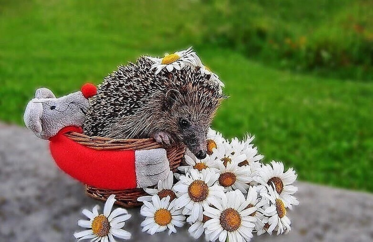 Доброе утро от ежика