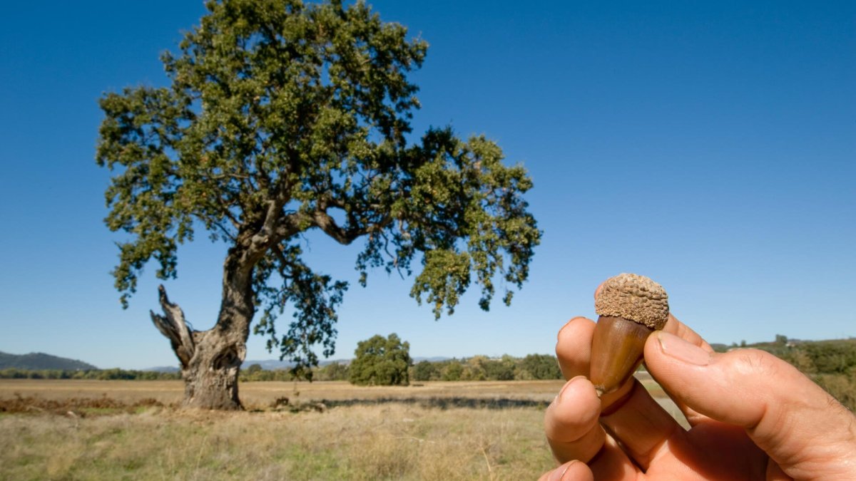 Дуб рисунок для детей на прозрачном фоне