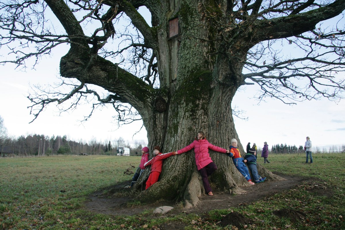 Человек под деревом