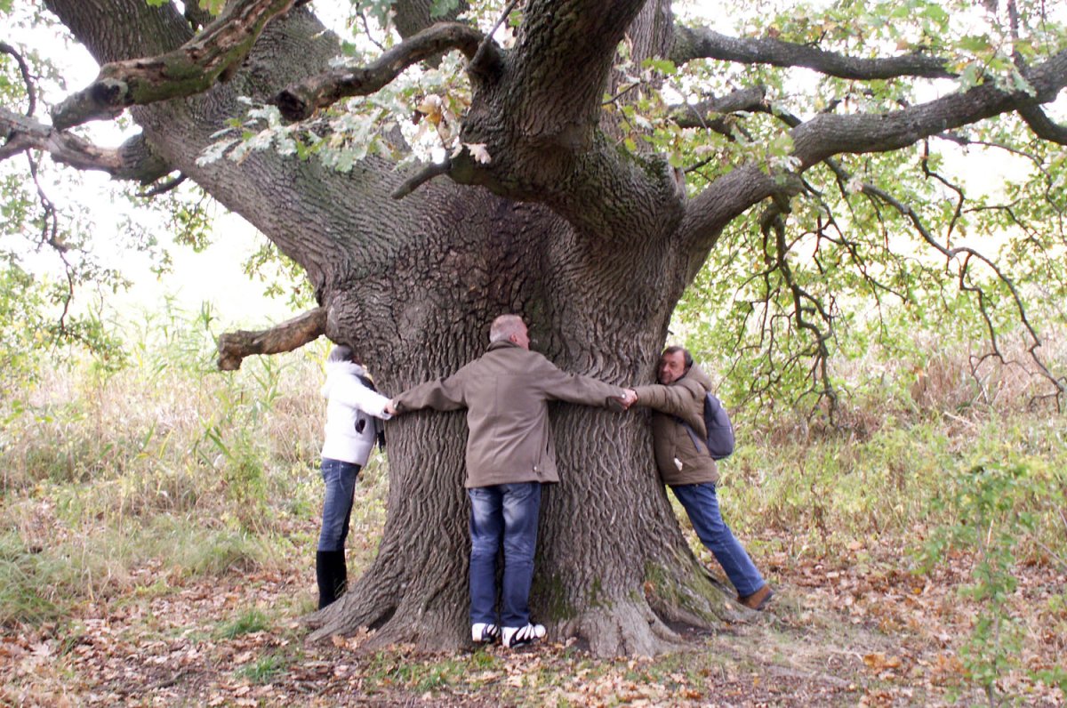 Нарисовать дерево с дуплом