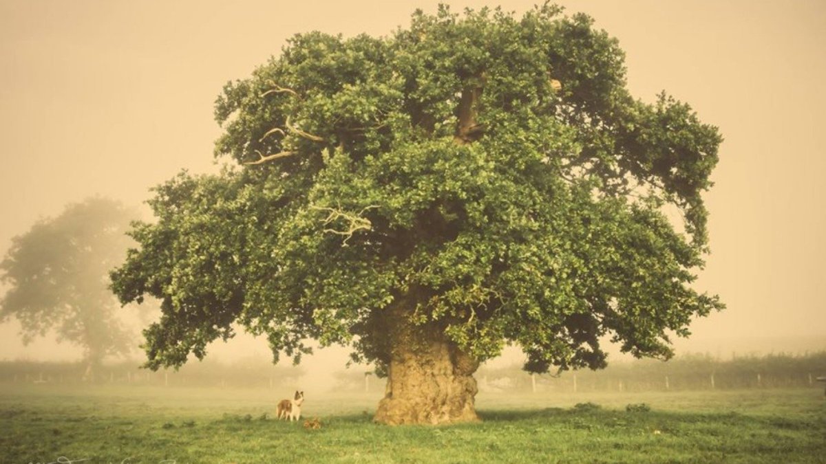 Девочка большое дерево