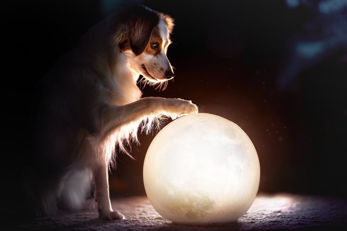Собака обнимает шар
