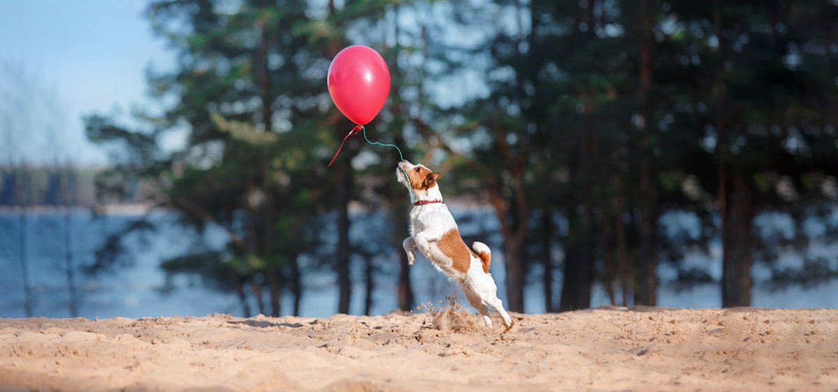 Воздушный шар собака