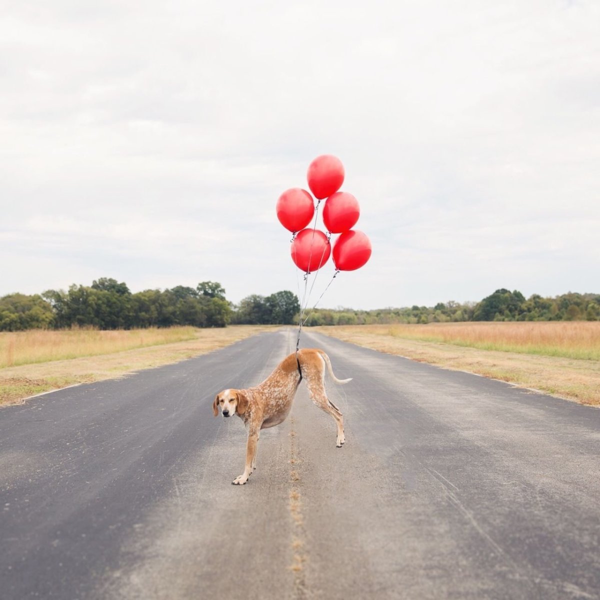 Шарик собака