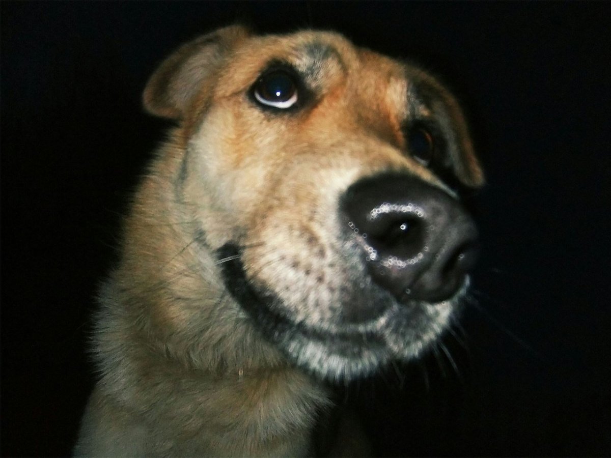 Собака шарик фото