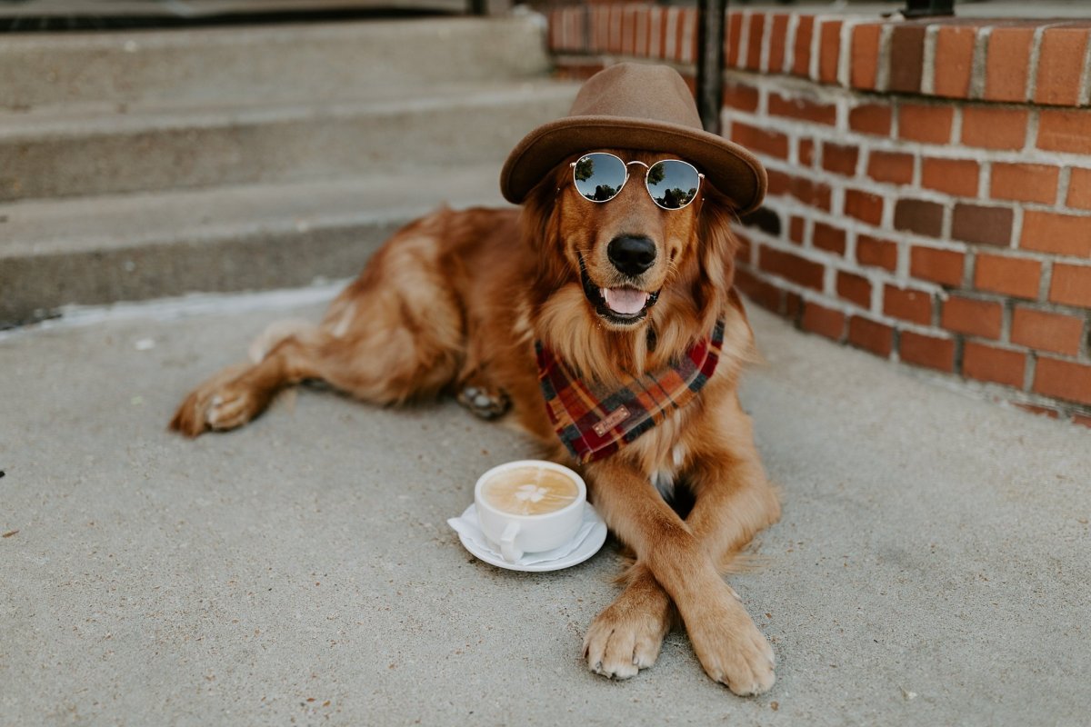 Идеи для собак