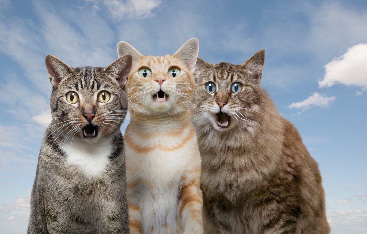 Доброе утро