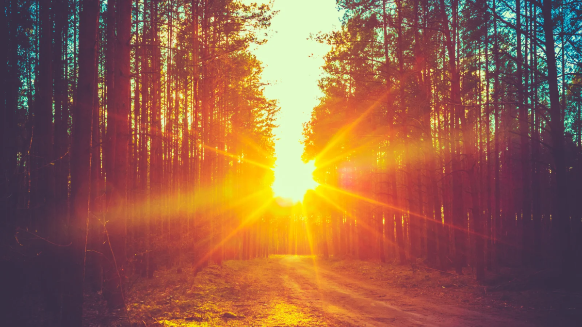 Солнечный свет