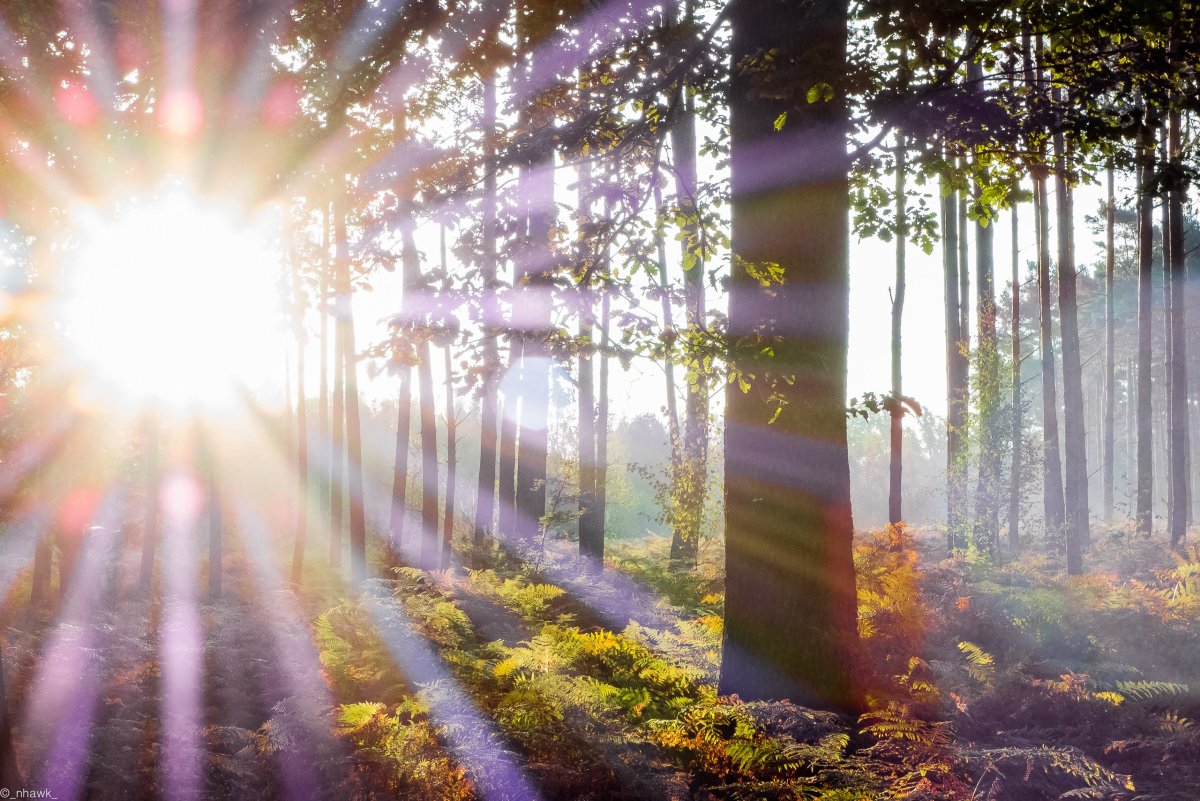 Божественный свет