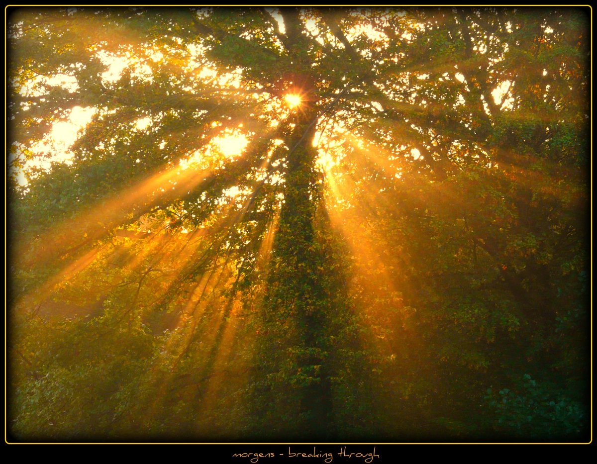 "Солнце в лесу"