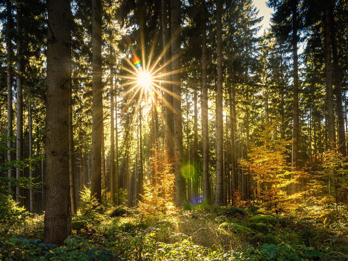 Лучи утреннего солнца