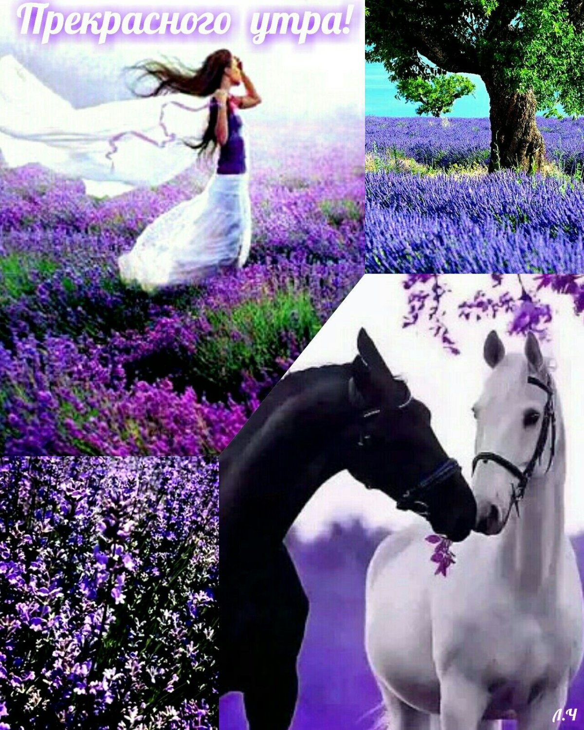 Пожелание доброго летнего утра с лошадьми