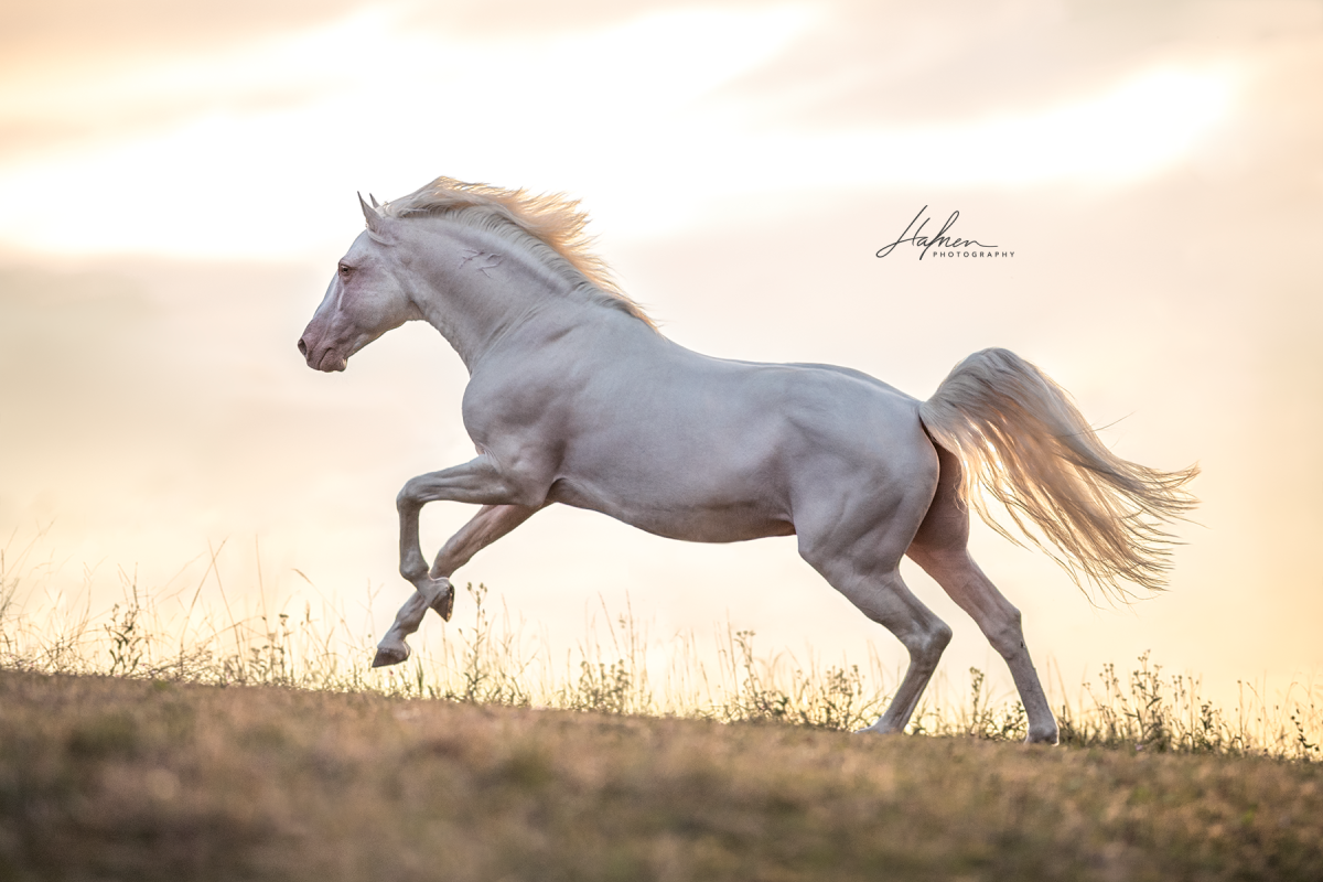 Долгожданная лошадь