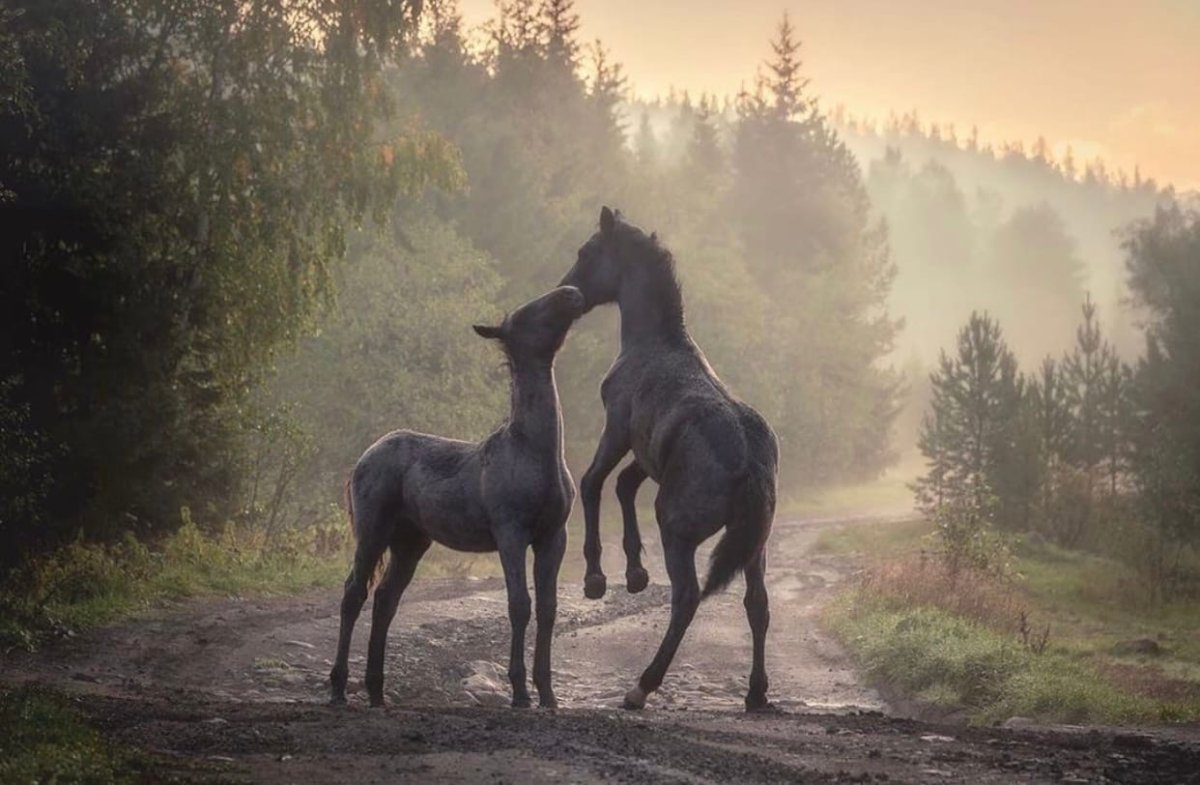 Лошади кони село Тюлюк