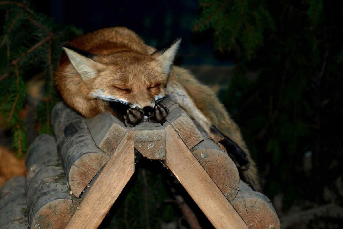 Лиса спит в кровати