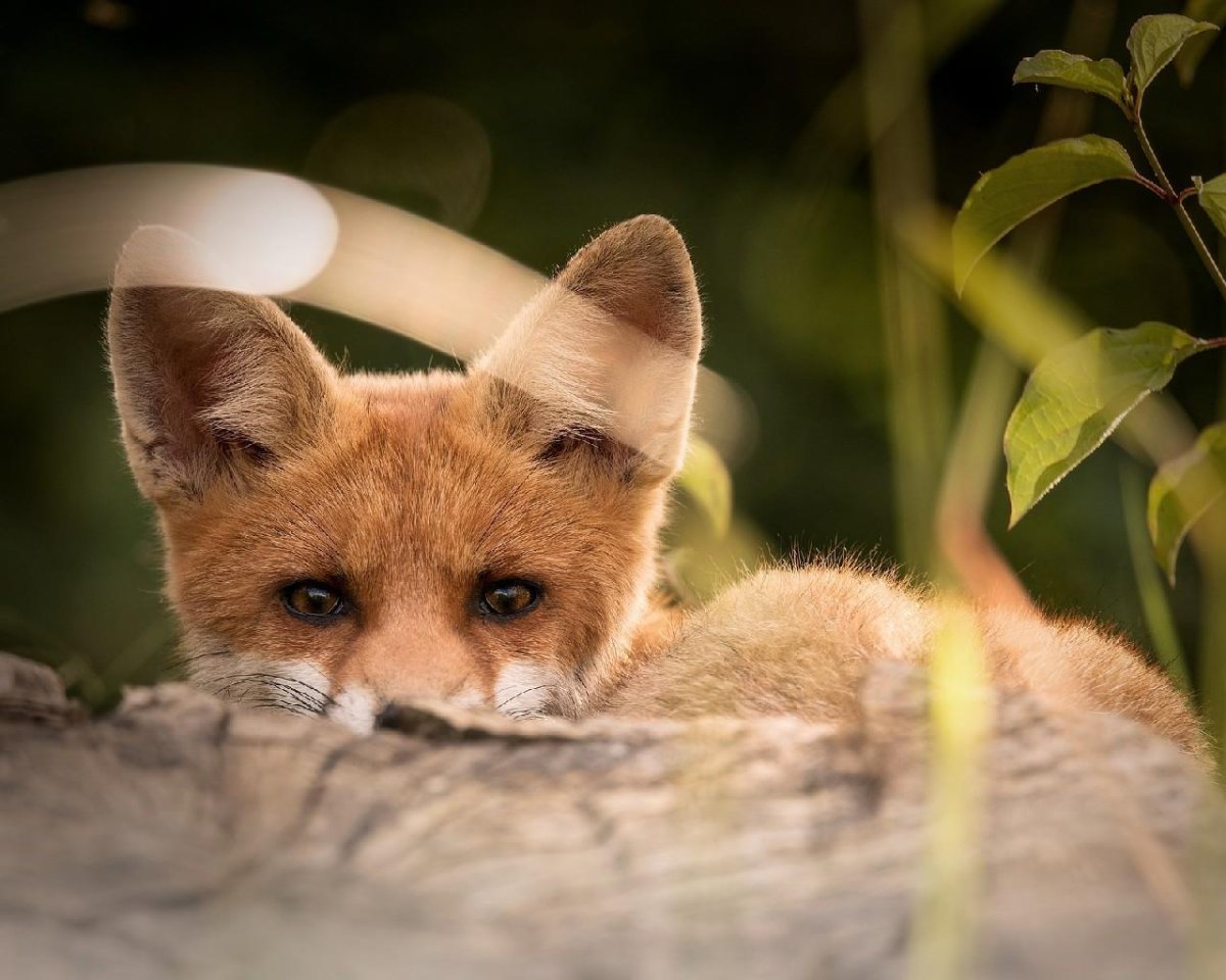 Сладких снов, Лисёнок!