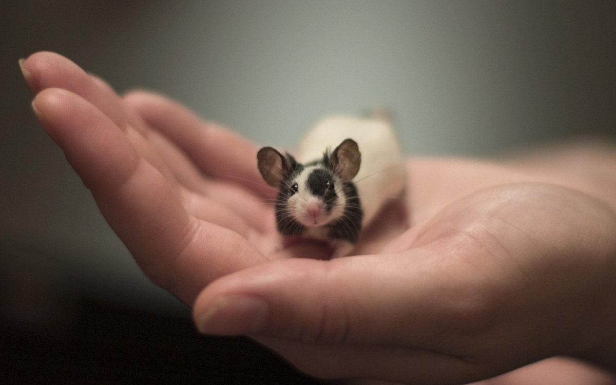 Мышонок на ладошке