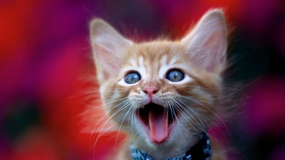 Доброе утро пятница с кошками