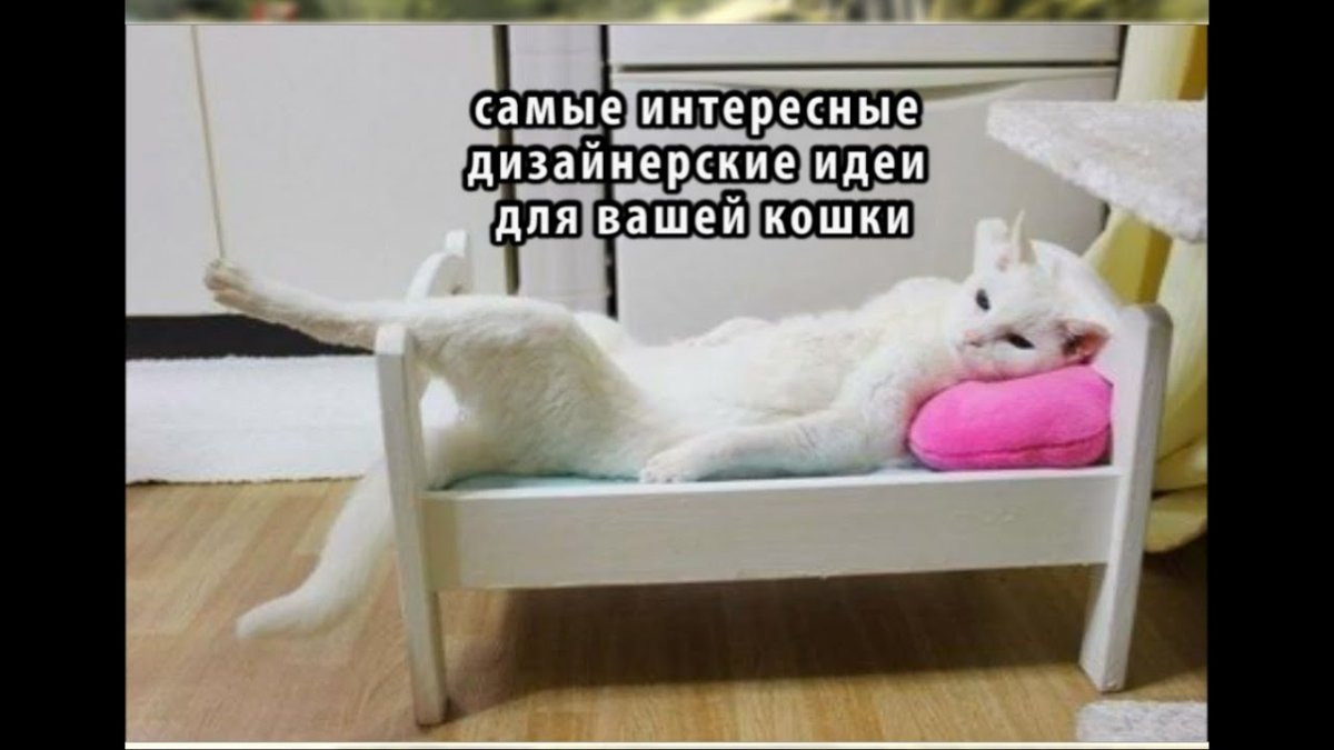 Кошки в пятницу