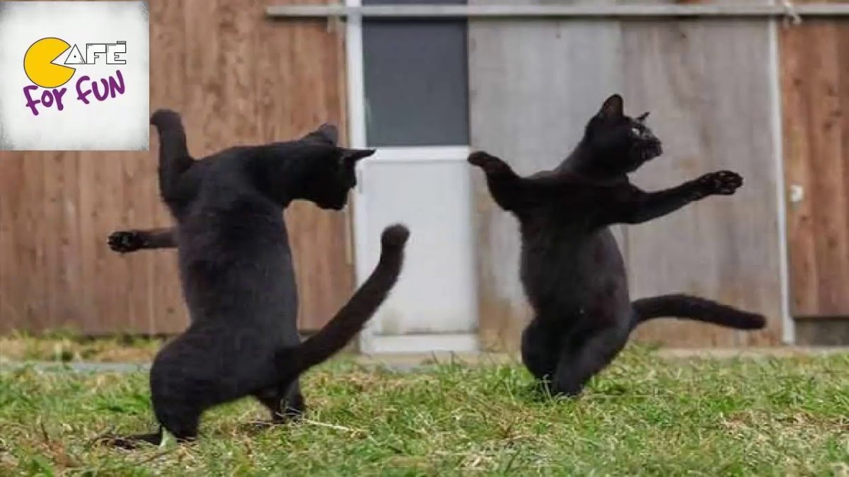 Черный кот танцует