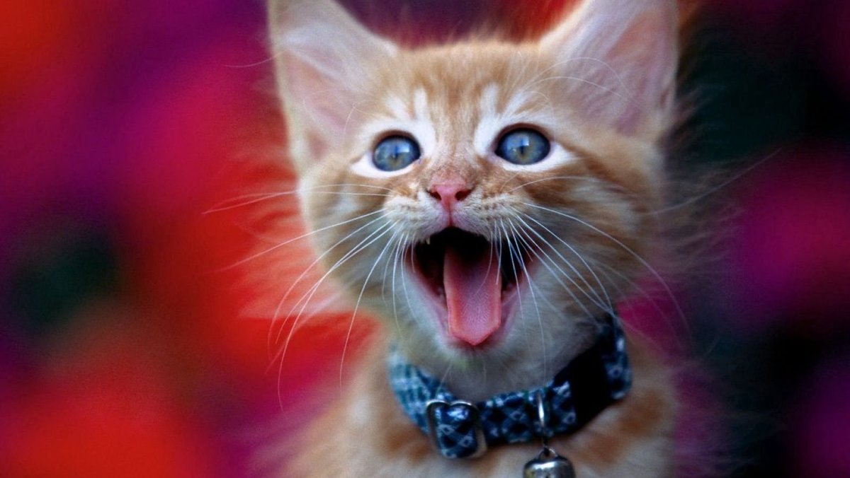 Котенок мяучит