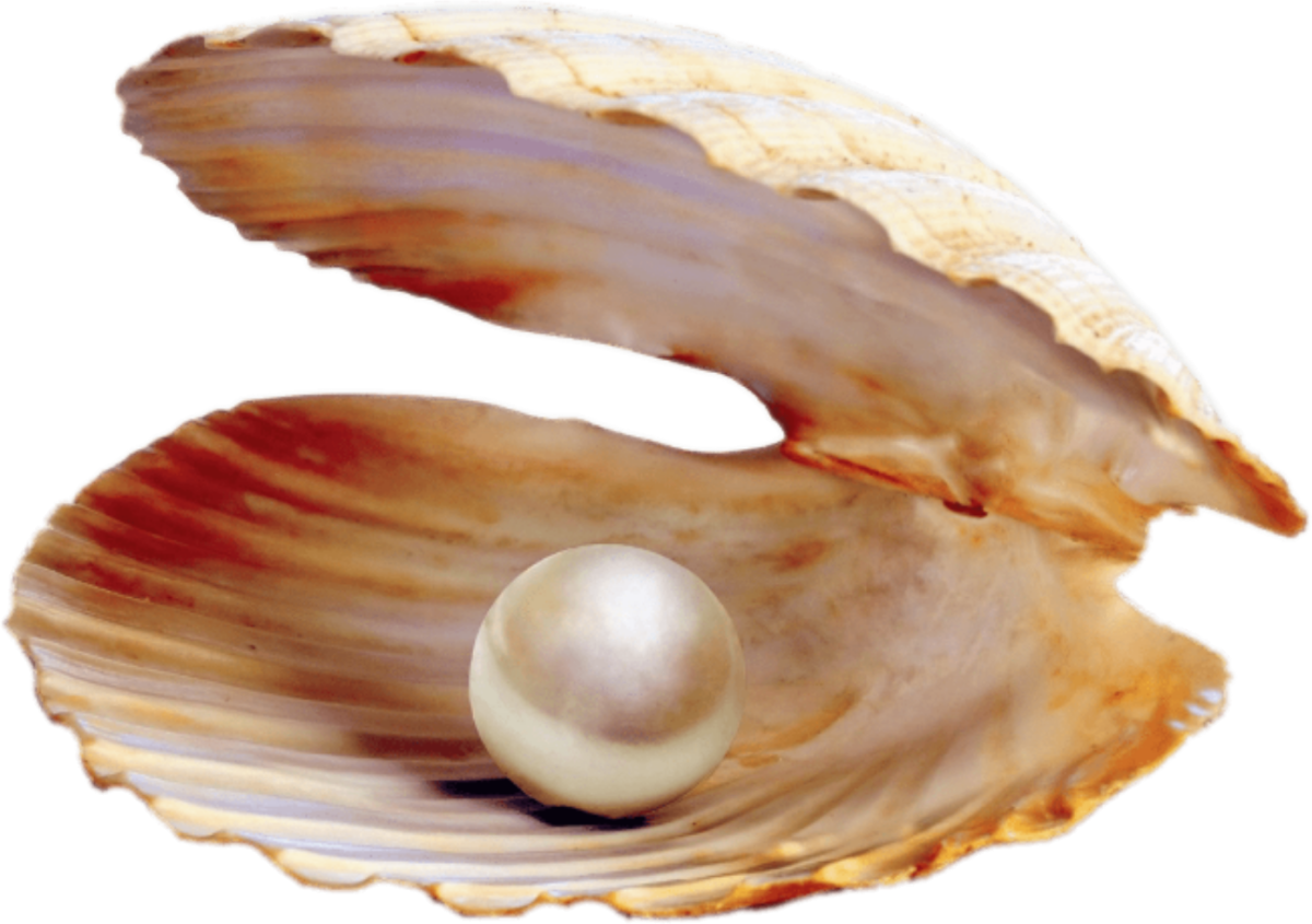 Ракушка с жемчужиной